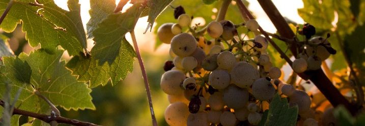 Noch nicht gepflückte Weintrauben mit Abendsonne im Hintergrund